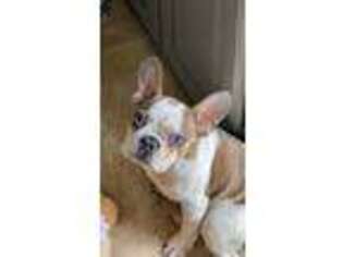 French Bulldog Puppy for sale in Lincoln, NE, USA