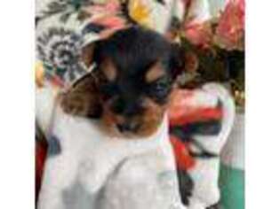 Yorkshire Terrier Puppy for sale in Okoboji, IA, USA