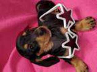Dachshund Puppy for sale in WETHERSFIELD, CT, USA