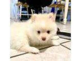 Pomeranian Puppy for sale in Avon Park, FL, USA