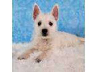 West Highland White Terrier Puppy for sale in Boyden, IA, USA