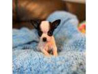 Chihuahua Puppy for sale in Naples, FL, USA