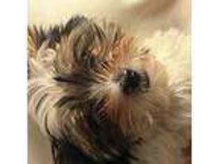 Yorkshire Terrier Puppy for sale in Elizabeth, IN, USA