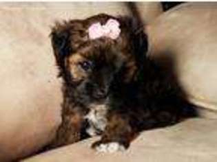 Havanese Puppy for sale in Dimondale, MI, USA