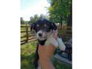 Pembroke Welsh Corgi Puppy for sale in Pocahontas, IL, USA
