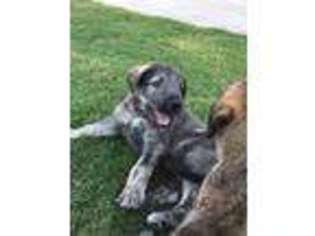 Irish Wolfhound Puppy for sale in Bishop, GA, USA