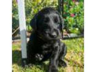 Labradoodle Puppy for sale in Anaheim, CA, USA