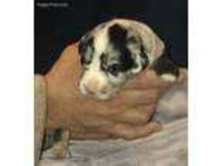 Australian Shepherd Puppy for sale in Kenner, LA, USA