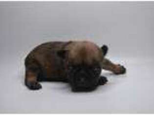 French Bulldog Puppy for sale in Maywood, NE, USA