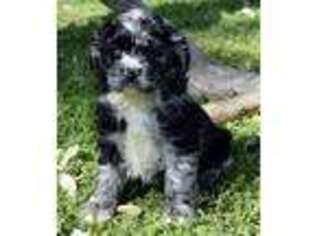 Cocker Spaniel Puppy for sale in Park City, KY, USA