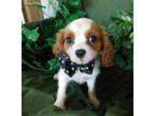 Cavalier King Charles Spaniel Puppy for sale in GREENBRIER, TN, USA