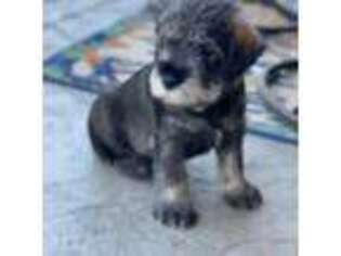 Mutt Puppy for sale in Frenchtown, MT, USA