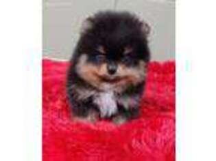 Pomeranian Puppy for sale in San Luis Obispo, CA, USA