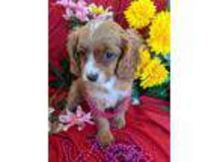 Cavapoo Puppy for sale in SPRINGFIELD, TN, USA