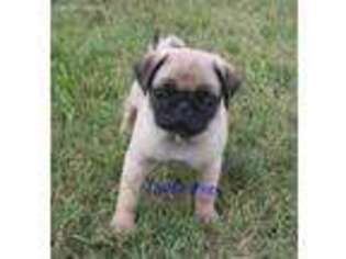 Pug Puppy for sale in Ponca City, OK, USA