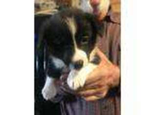 Pembroke Welsh Corgi Puppy for sale in Forreston, TX, USA