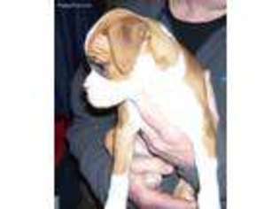 Boxer Puppy for sale in Northwood, NH, USA