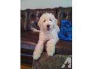 Mutt Puppy for sale in WAYNESVILLE, OH, USA