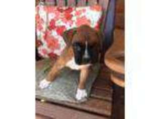 Boxer Puppy for sale in Amity, MO, USA