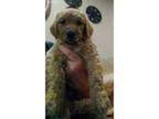 Labradoodle Puppy for sale in Kent, OH, USA