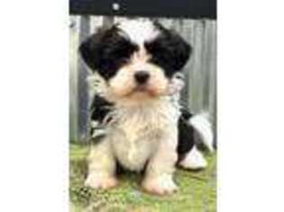 Mutt Puppy for sale in Lansing, IA, USA