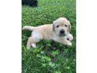 Labrador Retriever Puppy for sale in Hudson, NY, USA