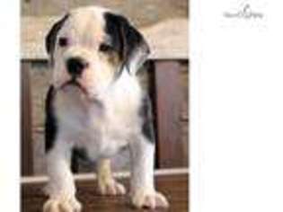 Beabull Puppy for sale in Springfield, MO, USA