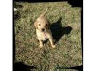 Golden Retriever Puppy for sale in Washburn, MO, USA