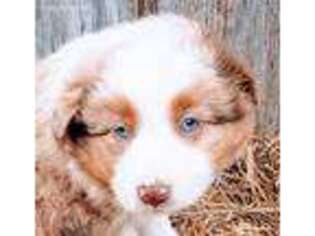 Australian Shepherd Puppy for sale in Carthage, IL, USA