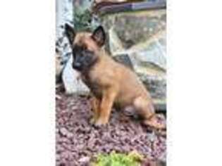 Belgian Malinois Puppy for sale in Gap, PA, USA