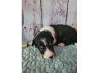 Shetland Sheepdog Puppy for sale in Paw Paw, MI, USA