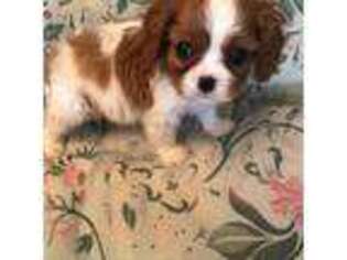 Cavalier King Charles Spaniel Puppy for sale in Walnut, IL, USA