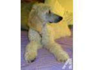 Mutt Puppy for sale in VASHON, WA, USA