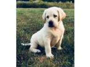 Labrador Retriever Puppy for sale in Chesnee, SC, USA