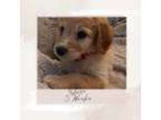 Labradoodle Puppy for sale in Saint Louis, MO, USA