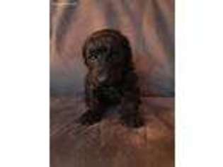 Mutt Puppy for sale in Lawtons, NY, USA