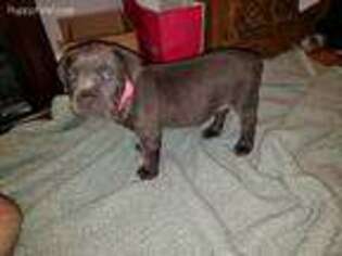 Cane Corso Puppy for sale in Randallstown, MD, USA