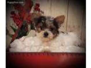 Yorkshire Terrier Puppy for sale in Idabel, OK, USA