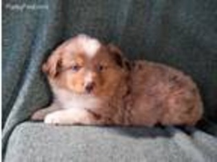 Miniature Australian Shepherd Puppy for sale in Cherokee, NC, USA