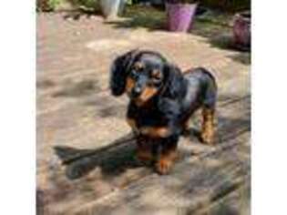Dachshund Puppy for sale in Schuylkill Haven, PA, USA