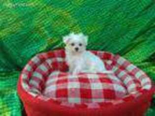 Maltese Puppy for sale in Raleigh, NC, USA