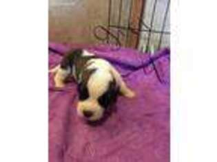 Saint Bernard Puppy for sale in Meadow Bridge, WV, USA