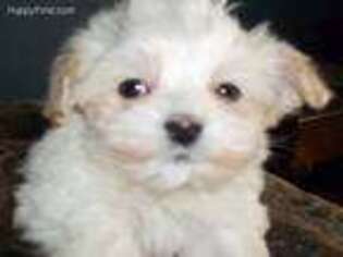 Maltese Puppy for sale in Dows, IA, USA