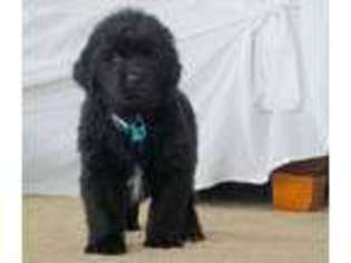 Newfoundland Puppy for sale in Honey Brook, PA, USA