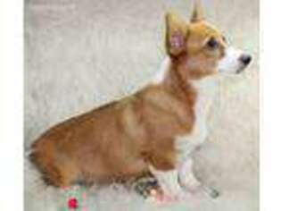 Pembroke Welsh Corgi Puppy for sale in Pleasant Hope, MO, USA