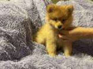 Pomeranian Puppy for sale in New Haven, CT, USA