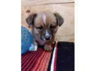 Pembroke Welsh Corgi Puppy for sale in Pekin, IN, USA