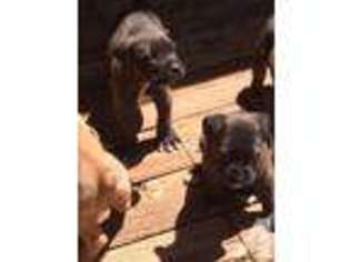 Cane Corso Puppy for sale in CLEMENTON, NJ, USA