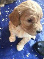 Goldendoodle Puppy for sale in Springfield, OR, USA