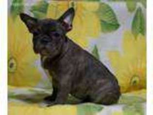 French Bulldog Puppy for sale in Lincoln, CA, USA